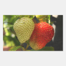 Ripe Strawberries Sticker