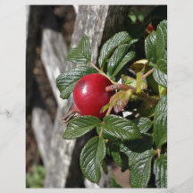 Ripen Rose hip on trellis Flyer Design