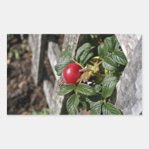 Ripen Rose hip on trellis Rectangle Stickers