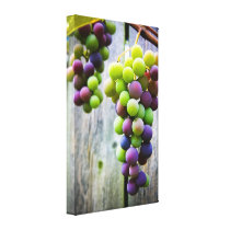 Ripening Grapes