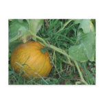 Ripening pumpkin postcards