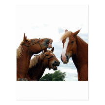 Rire de chevaux carte postale