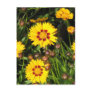 Rising Sun Coreopsis Postcard