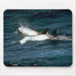 Risso's dolphin mousepad