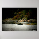 Rivage d'automne posters