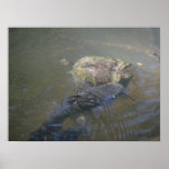 River Catfish and Turtle Print
