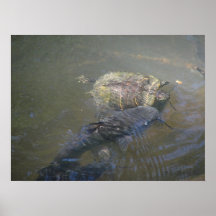 River Catfish and Turtle Print