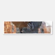 River Hog Bumper Sticker