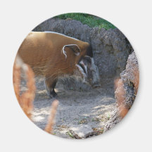River Hog Magnets