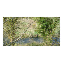 river in trees photo greeting card