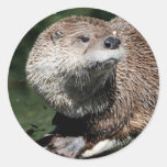 River Otter 1 Stickers