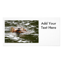 River Otter and Fish Photo Cards