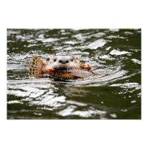 River Otter and Fish Photographic Print