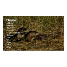 River Otters Business Card Templates