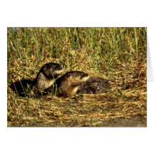 River Otters Greeting Card