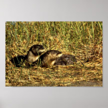 River Otters Posters
