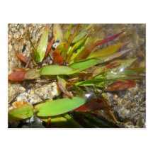 River Plant Postcard
