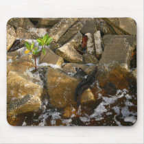 River Rocks Cement Blocks and Mangrove Seedling Mousepads