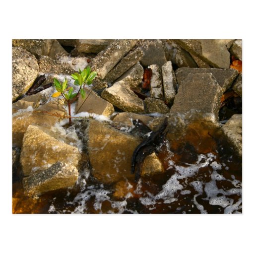 River Rocks Cement Blocks and Mangrove Seedling Post Cards