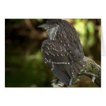 River Rogue Green Heron Greeting Card