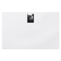 River Taw. Black and White. Full Color Flyer