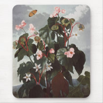 RJ Thornton - Oblique-leaved Begonia Mouse Pad