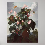 RJ Thornton - Oblique-leaved Begonia posters