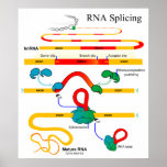 RNA Splicing Molecular Biology Genetics Diagram Poster