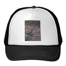 Roadrunner Hat
