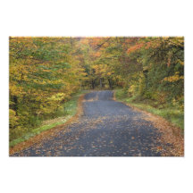Roadside fall foliage, Southern Vermont, USA Photographic Print