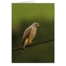 Roadside Hawk Cards