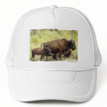 Roaming Buffalo  Baseball Hat