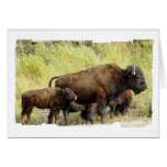 Roaming Buffalo  Greeting Card
