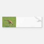 Roaming Giraffe Bumper Sticker
