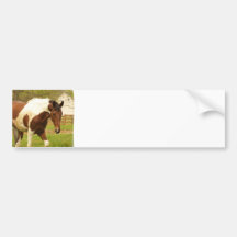 Roaming Paint Horse Bumper Sticker