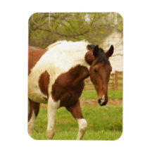 Roaming Paint Horse Flexible Magnet