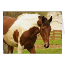 Roaming Paint Horse Greeting Card