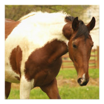 Roaming Paint Horse Invitations
