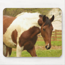 Roaming Paint Horse Mouse Pad