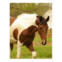 Roaming Paint Horse Postcard