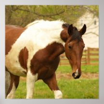 Roaming Paint Horse Poster