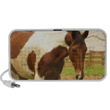 Roaming Paint Horse Speakers