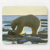 Roaming Polar Bear Mousepads