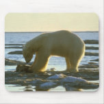 Roaming Polar Bear Mousepads