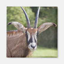 Roan Antelope Magnet