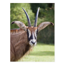 Roan Antelope Postcard