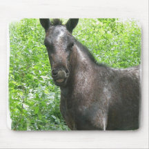 Roan Colt Mouse Pad