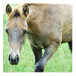 Roan Horse Photo Invitation