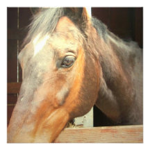 Roan Thoroughbred Horse Invitations