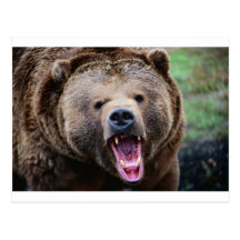 Roaring Grizzly Bear Postcard